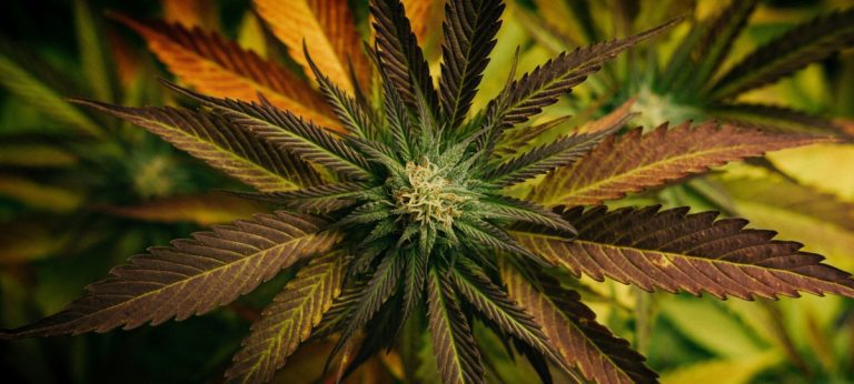 When Beer Beats Weed: Germany’s Cannabis Reform Backlash