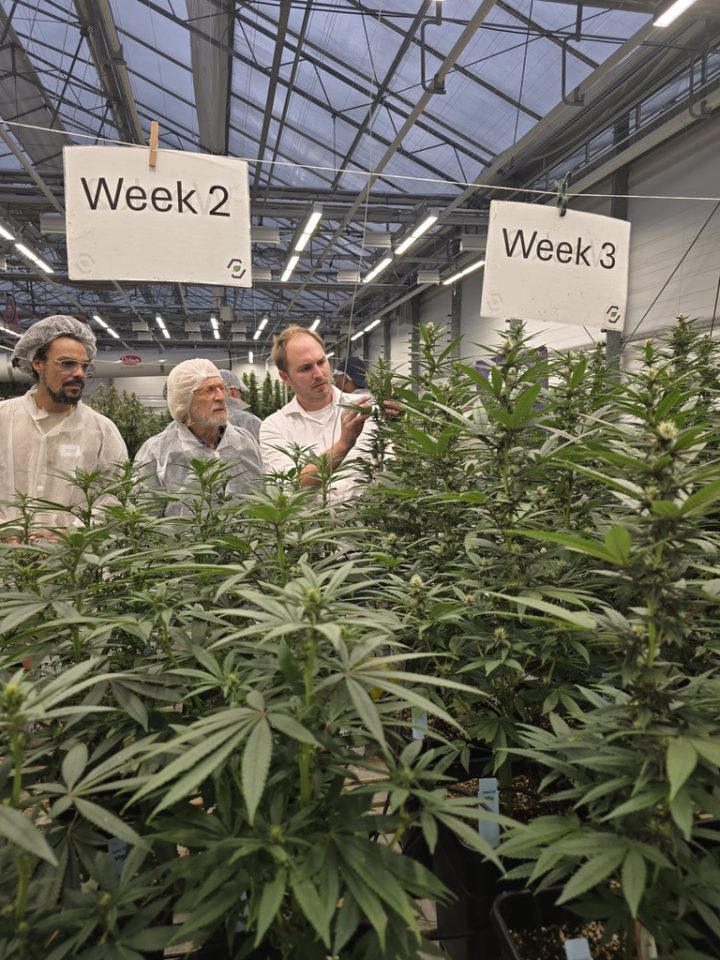 The End of the Vegetative Phase: A Revolution in Cannabis Cultivation